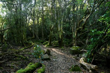 Tazmanya Avustralya 'daki üç pelerin patikası boyunca yemyeşil yosun bitkileri ve eğreltiotlarıyla dolu yemyeşil, büyüleyici bir ormanın manzara portresi.