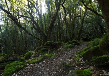 Tazmanya Avustralya 'daki üç pelerin patikası boyunca yemyeşil yosun bitkileri ve eğreltiotlarıyla dolu yemyeşil, büyüleyici bir ormanın manzara portresi.