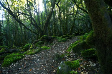 Tazmanya Avustralya 'daki üç pelerin patikası boyunca yemyeşil yosun bitkileri ve eğreltiotlarıyla dolu yemyeşil, büyüleyici bir ormanın manzara portresi.
