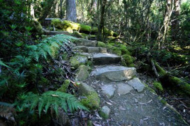 Tazmanya Avustralya 'daki üç pelerin patikası boyunca yemyeşil yosun bitkileri ve eğreltiotlarıyla dolu yemyeşil, büyüleyici bir ormanın manzara portresi.