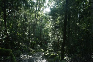 Tazmanya Avustralya 'daki üç pelerin patikası boyunca yemyeşil yosun bitkileri ve eğreltiotlarıyla dolu yemyeşil, büyüleyici bir ormanın manzara portresi.