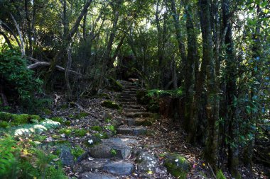 Tazmanya Avustralya 'daki üç pelerin patikası boyunca yemyeşil yosun bitkileri ve eğreltiotlarıyla dolu yemyeşil, büyüleyici bir ormanın manzara portresi.