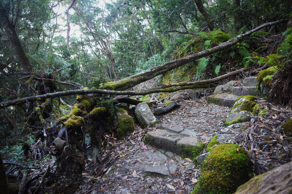 landscape portrait of a lush dark enchanted forest with lush mossy plants and ferns, along the three cape hike trail pathway in Tasmania Australia