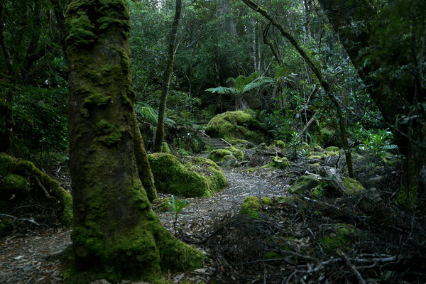 landscape portrait of a lush dark enchanted forest with lush mossy plants and ferns, along the three cape hike trail pathway in Tasmania Australia