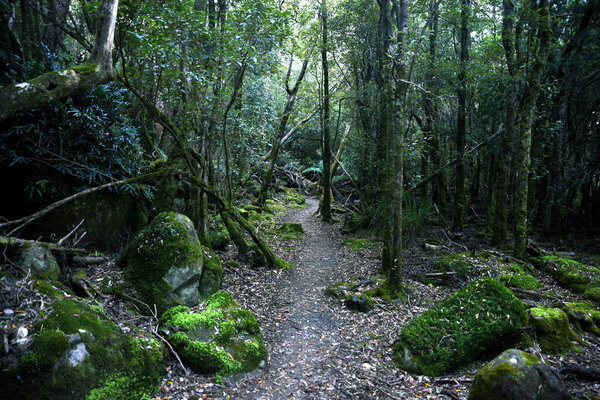 landscape portrait of a lush dark enchanted forest with lush mossy plants and ferns, along the three cape hike trail pathway in Tasmania Australia