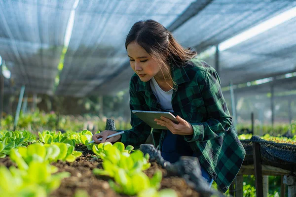 Young woman smart farmer or agronomist, using tablet checking quality, with organic farm fresh green vegetables products, concept digital technology smart farming agriculture and smart farming