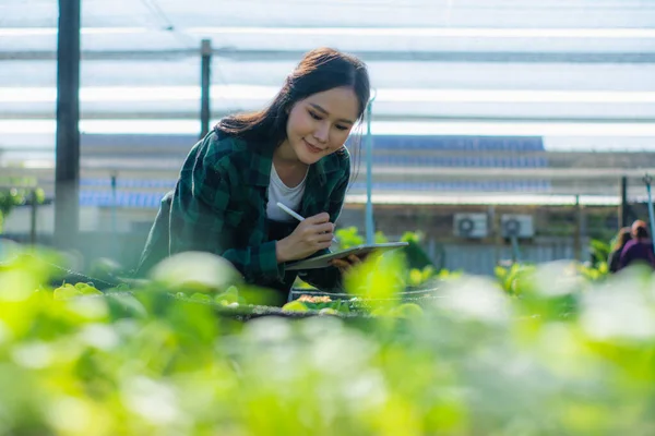 Young woman smart farmer or agronomist, using tablet checking quality, with organic farm fresh green vegetables products, concept digital technology smart farming agriculture and smart farming