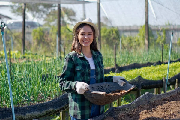 Young female farmer working in greenhouses cultivation activity and check , beautiful women farmer is improving the vegetable garden, with agriculture and marketing concept