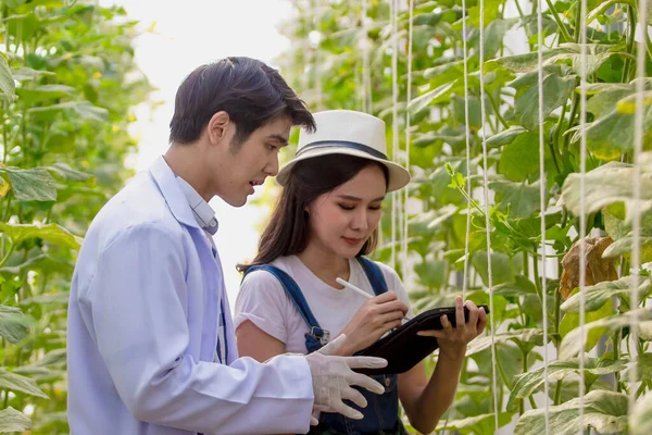 Young woman smart farmer or agronomist, using tablet checking quality, with organic farm fresh green vegetables products, concept digital technology smart farming agriculture and smart