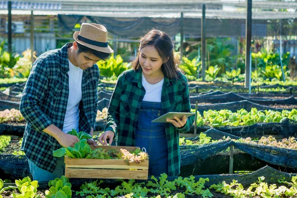 Young smart farmer, using tablet checking quality, with organic farm fresh green vegetables products, concept digital technology smart farming agriculture and smart farming