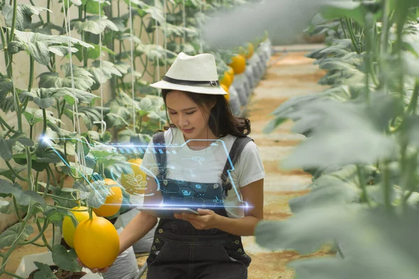 Inteligentne Technologie Rolnicze Biznes Rolnictwo Przemysłowe Koncepcja Żywności Młody Rolnik — Zdjęcie stockowe