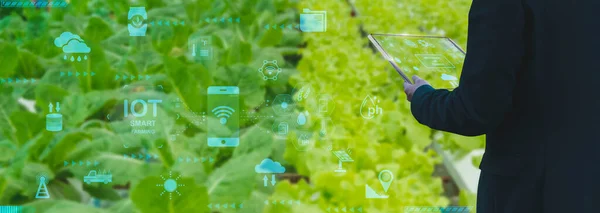 stock image Businessman using smart tablet,organic vegetable house production control,concept agricultural product control technology,to future trading world market,production by smart agriculture to futuristic