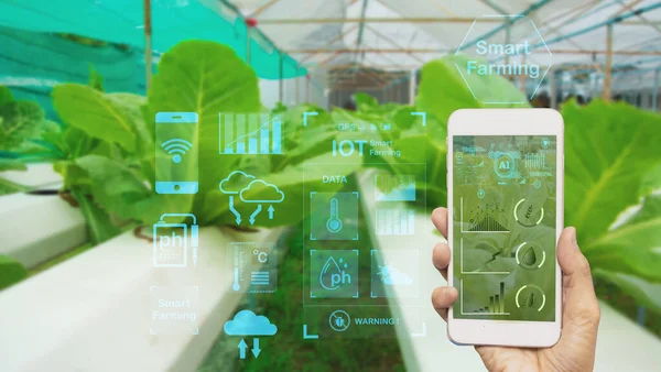 stock image Smart farmer holding smartphone,icon interface agriculture farm background,concept agricultural product control with artificial intelligence or AI technology, production by smart agriculture to future