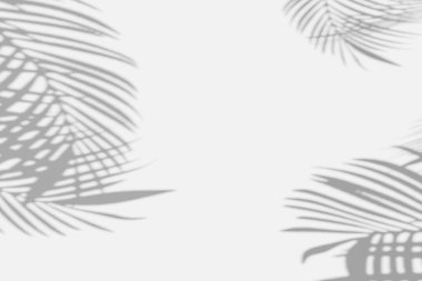Soyut bulanık yumuşak ışık gölge palmiyesi beyaz duvar stüdyosunun arka planında yansıma yapar. Tropik yaz siyah beyaz ürün sunumu. Baner 3d resimleme için kopyalama alanı ile.