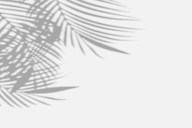 Soyut bulanık yumuşak ışık gölge palmiyesi beyaz duvar stüdyosunun arka planında yansıma yapar. Tropik yaz siyah beyaz ürün sunumu. Baner 3d resimleme için kopyalama alanı ile.