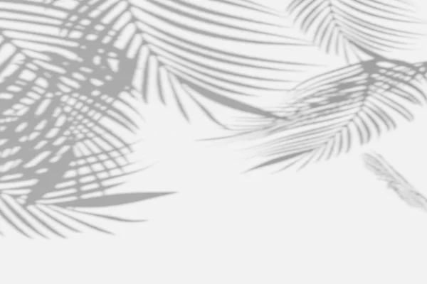 Abstraktes Weiches Licht Verschwommen Schatten Palmblätter Reflexion Auf Weißen Wand — Stockfoto