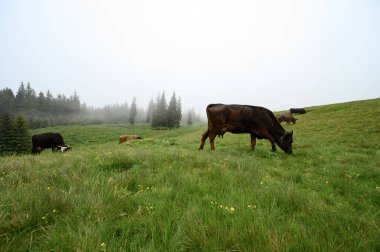 Dark-colored cows graze on the Carpathian meadows of Ukraine, a journey through the Carpathians.