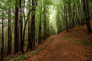 Karpat ormanlarının uzun ağaçları, Karpatlar, Ukrayna ormanları ve rezervlerinde doğa rezervi.