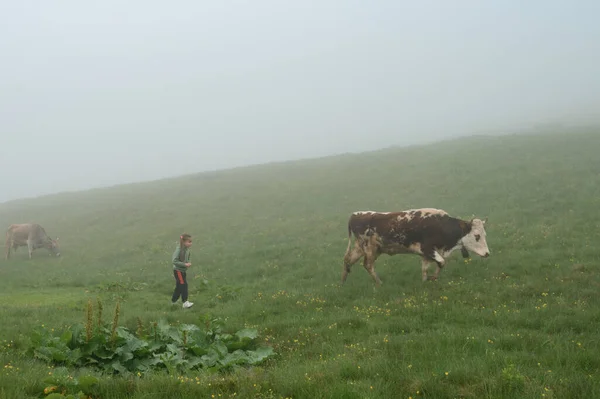 Cows Graze Meadow Tent Fog Mountains Rain Carpathian Cows Mountains — Photo