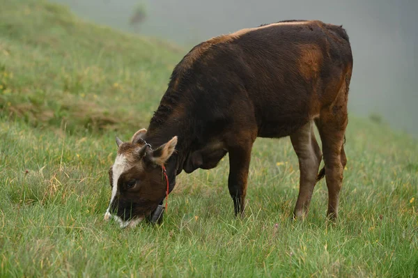 Cows Graze Meadow Fog Carpathian Cows Ukraine Mountain Cows Graze — Stockfoto