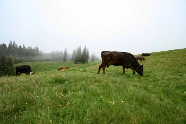 Dark Colored Cows Graze Carpathian Meadows Ukraine Journey Carpathians — Stockfoto