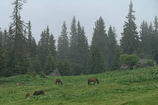 Domesticated Mountain Horses Farms Mountains Horses Carpathians Meadows Forest — Stockfoto