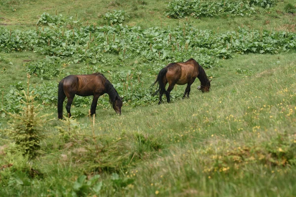 Domesticated Mountain Horses Farms Mountains Horses Carpathians Meadows Forest — стоковое фото