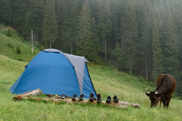Cows Graze Meadow Tent Fog Mountains Rain Carpathian Cows Mountains — Fotografia de Stock