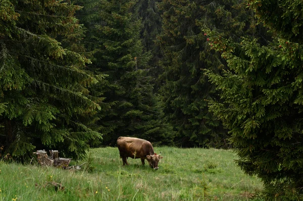 Farm Cows Mountains Cows Graze Forest Fields Farm Cows Carpathians — Stockfoto