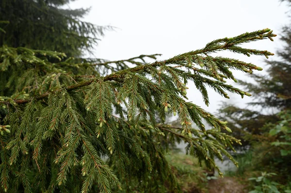 Drops Dew Rain Spruce Branch Background Fog Rain Mountains — Zdjęcie stockowe
