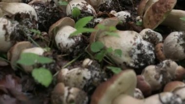 Pek çok koparılan boletus ormanda, çimlerin üzerinde uzanıyor.
