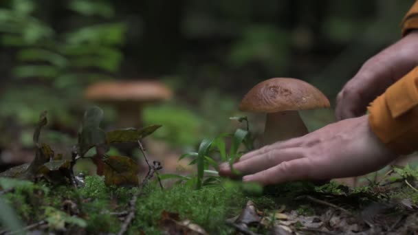 一个男人的手拿着一个白色的蘑菇 在森林里采摘蘑菇燕尾花 — 图库视频影像
