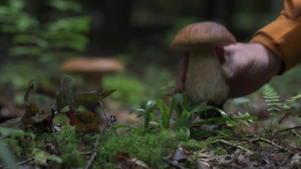 一个男人的手拿着一个白色的蘑菇 在森林里采摘蘑菇燕尾花 — 图库视频影像