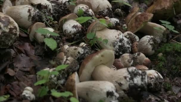 Many Plucked Boletus Lies Forest Grass Close — Stock Video
