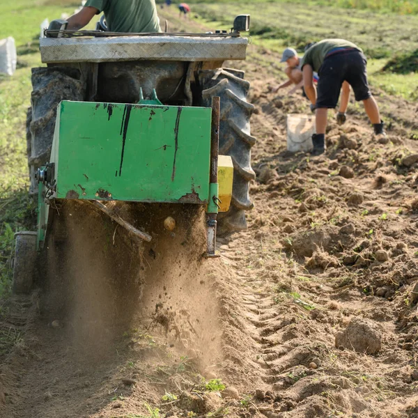 Cosechando Pueblo Cosechando Patatas Con Ayuda Tractor Con Arado Una —  Fotos de Stock