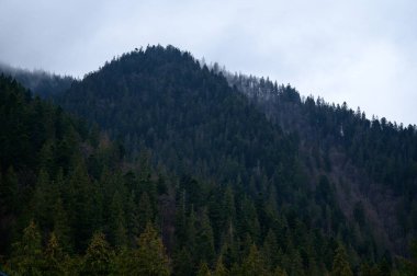 Bulutlu ve sisli bir günde Karpatlar 'ın zirvelerinden biri, Synevyrska Polyana.