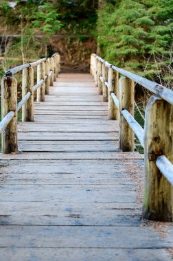 Çitli orman yolu, ormanda yürüyüş, Ukrayna Karpatları ve yürüyüş yolları, kozalaklı ağaçlar..