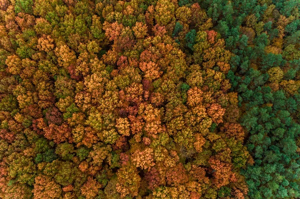 Photo Forest Taken Drone Beautiful Autumn Landscape Deciduous Forest Ternopil — Stock Photo, Image