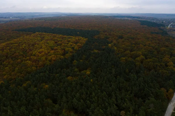 Zdjęcie Lasu Zrobione Przez Drona Piękny Jesienny Krajobraz Lasu Liściastego — Zdjęcie stockowe