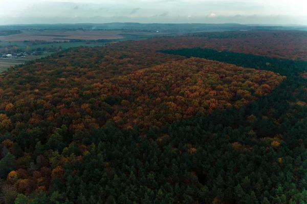 Осінній Панорама Жовтого Листя Вид Барвистий Ліс Який Простягається Всій — стокове фото
