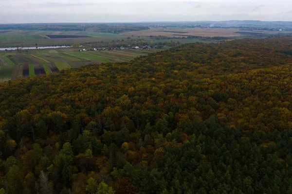 Осенняя Панорама Пожелтевших Листьев Вид Сверху Красочный Лес Простирающийся Всей — стоковое фото