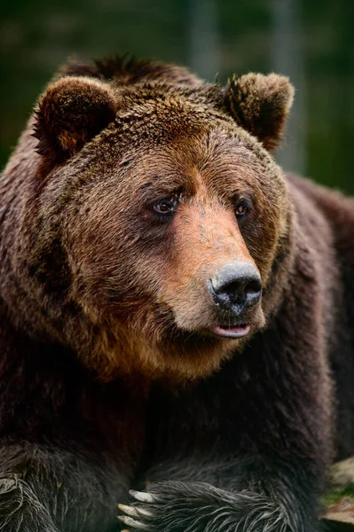 Medvěd Hnědý Divoké Nebezpečné Zvíře Odpočinek Procházce Medvědi Mýtiny Synevyr — Stock fotografie