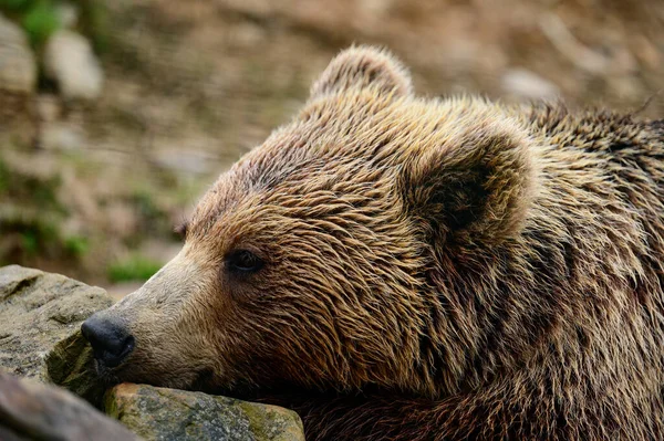Urso Castanho Perto Predador Floresta Grande Maciça Animal Perigoso Para — Fotografia de Stock