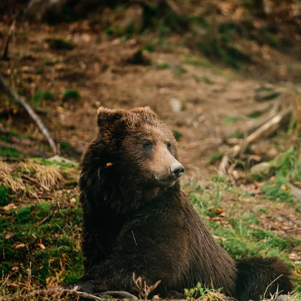 徒歩で森の中の大きな茶色のクマの肖像画 森林の住人の背景に1つのクマ — ストック写真