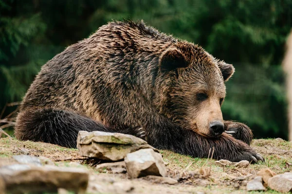 棕熊在散步和寻找食物 一只在冬眠之后的熊 一只大爪子和爪子 — 图库照片