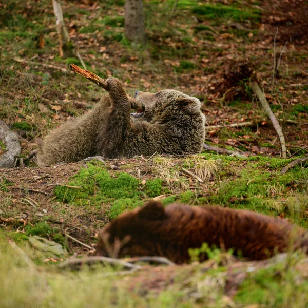 Dzikie Niedźwiedzie Synevyrska Polyana Centrum Rehabilitacji Niedźwiedzi Brunatnych Ukrainie Niedźwiedzie — Zdjęcie stockowe