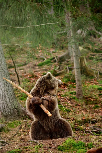 Игровой Большой Хищник Медведь Играющий Палкой Украинский Самурай Лесу Самурайский — стоковое фото