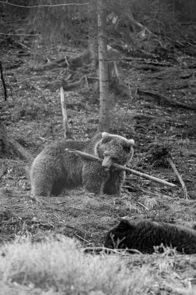 Бурый Медведь Горах Держит Палку Лапах Активный Отдых Животных Лесу — стоковое фото