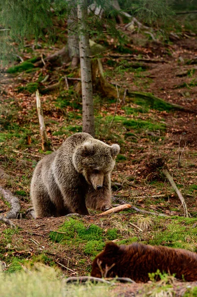 Two large brown bears rest in the forest, residents of the Ukrainian Carpathians, large and aggressive mammals, brown bear rehabilitation center in Ukraine.