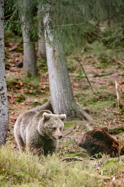 마리가 숲에서 있는데 우크라 이나의 카르파티아 인들은 공격적 포유류로서 우크라이나에 — 스톡 사진